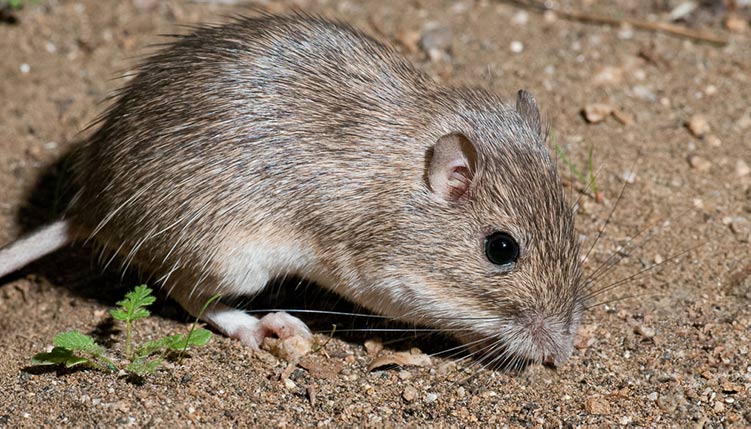 discreción Inaccesible Continuar Ratón de bolsillo: Características, hábitat, dieta y más